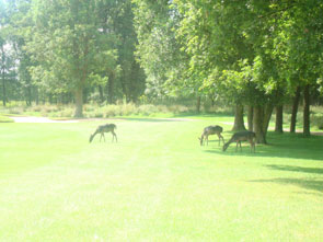 Deer on the course at the Forest of Arden